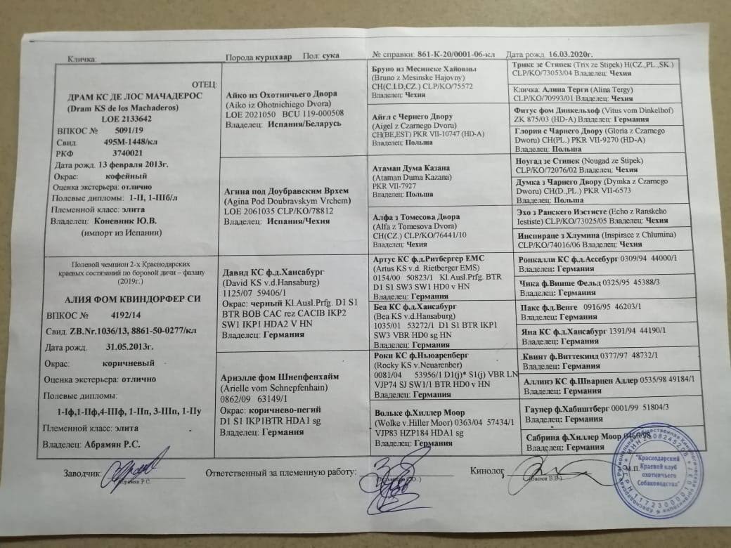 родословная щенков