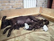 Охотничья Академия.Помёт 16.03.2020. "М"