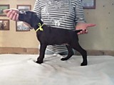 Охотничья Академия Мелисса