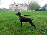 Мила