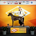 Райд ( Алия +Ричард) Германия, Дортмунд, Spring Winner Show 2019Немецкий курцхаарКобель открытый класс RAYD - EXL, CW, R.CAC, R.СACIB!