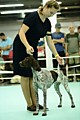 Выставка РКФ 2022
