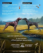 17.08.25 Т-Кайзер и Гидра Фельдадлер